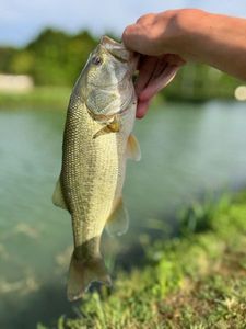 Largemouth Bass