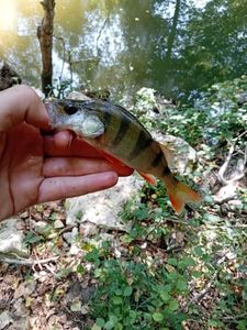 European Perch