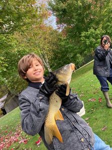 Common Carp