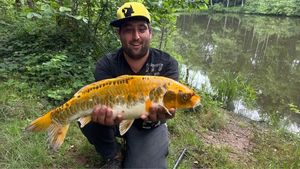 Koï Fish