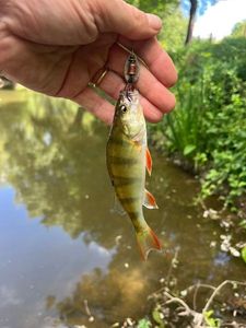 European Perch
