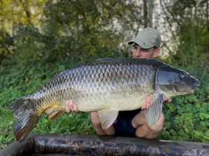 Common Carp