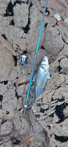 European Bass (Seabass)