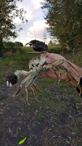 crabe  chinois