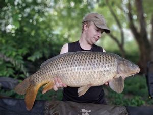 Common Carp