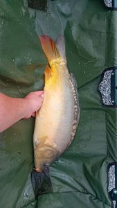 Mirror Carp