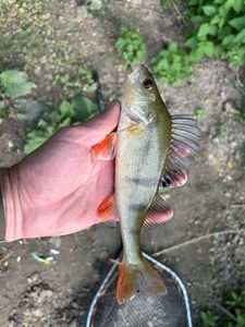 European Perch
