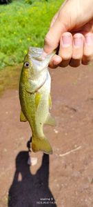 Largemouth Bass