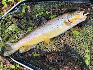 Brown Trout