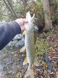 Northern Pike