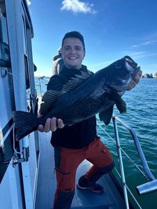 Black-blue Rockfish