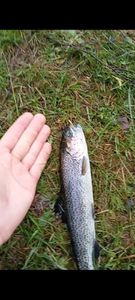 Rainbow Trout