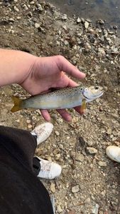 Brown Trout