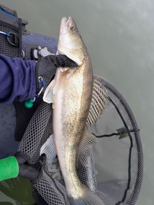 Zander