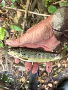 Brown Trout