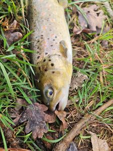Brown Trout