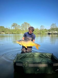 Mirror Carp