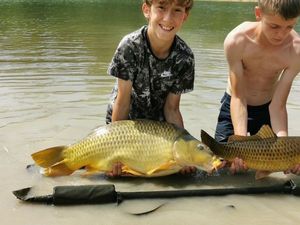 Common Carp