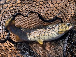Brown Trout
