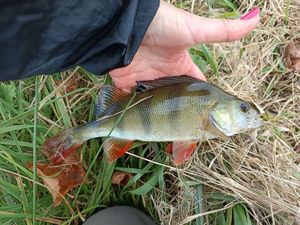 European Perch