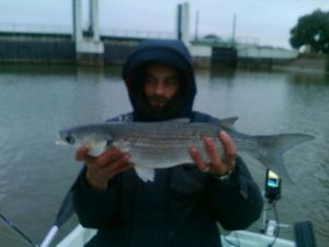 Thicklip Grey Mullet