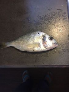 Gilthead Seabream