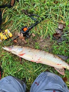 Northern Pike