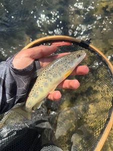Brown Trout