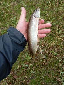Northern Pike