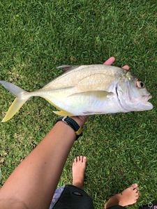 Crevalle Jack