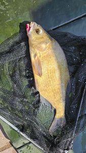 Common Bream