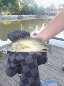 Largemouth Bass