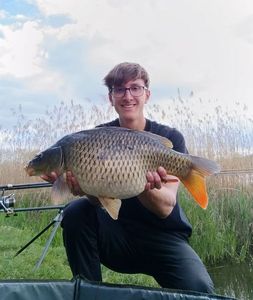 Common Carp