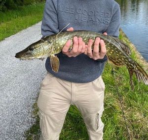 Northern Pike