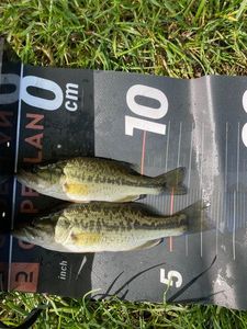 Largemouth Bass