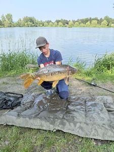 Mirror Carp