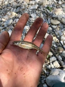 Common Minnow