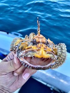 Red Scorpionfish