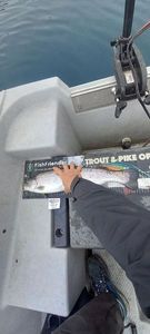 Rainbow Trout