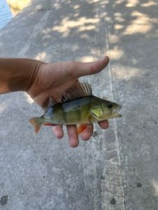 European Perch