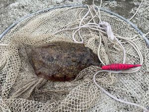Common Cuttlefish