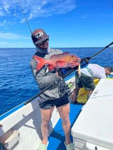 African Red Snapper