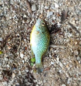 Green Sunfish