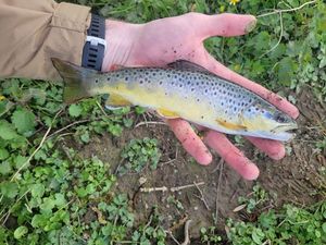 Brown Trout