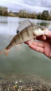 European Perch