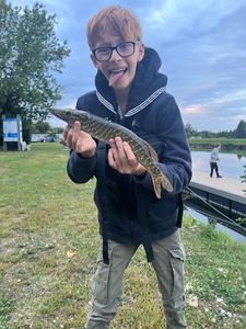 Northern Pike