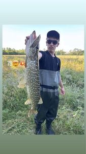 Northern Pike