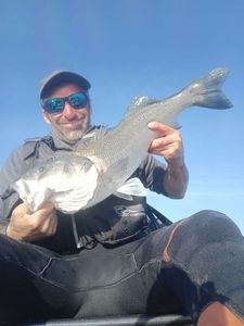 European Bass (Seabass)