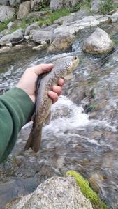 Brown Trout