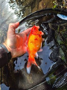 Goldfish